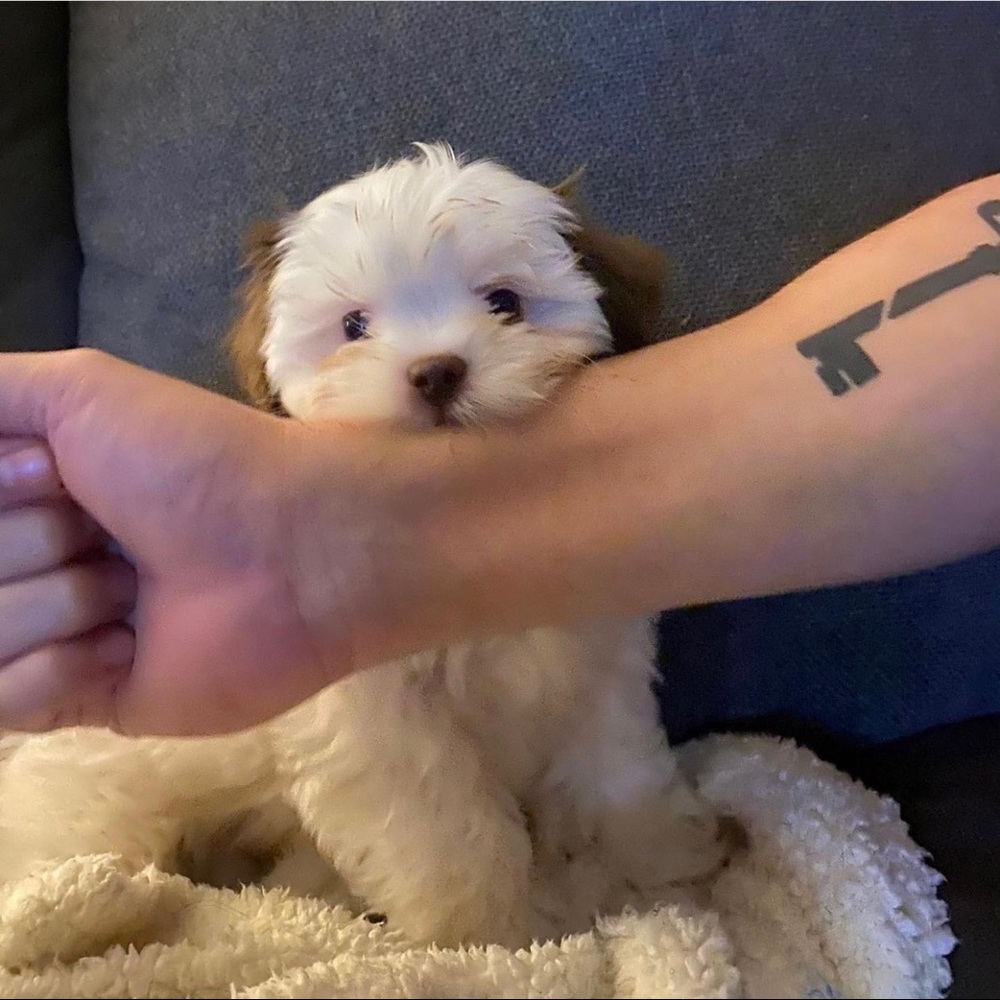 Meet your Posher, Ruben